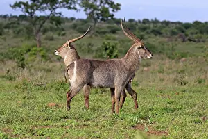 Ellipsen waterbuck (Kobus ellipsiprymnus)