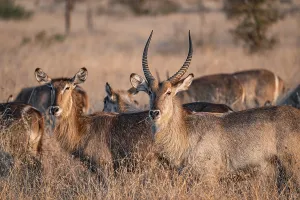 Elliptic waterbuck (Kobus ellipsipiprymnus)