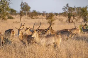 Elliptic waterbuck (Kobus ellipsipiprymnus)