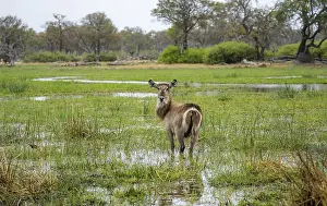 Elliptic waterbuck (Kobus ellipsipiprymnus)