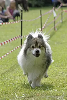 Elo at a dog race