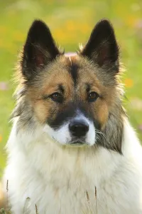 Elo, female, 11 months, animal portrait