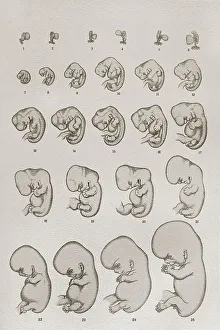Embryo, development, anatomical illustration