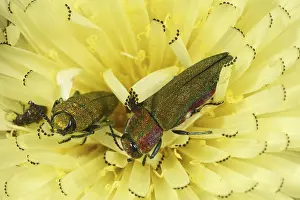 Emerald beetle (Anthaxia hungarica)