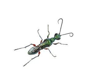 Back side of a Emerald cockroach wasp