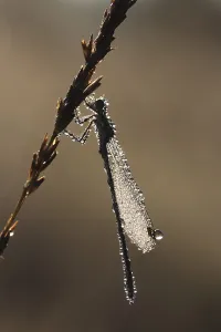 Emerald Damselfly (Lestes sponsa) in the morning dew