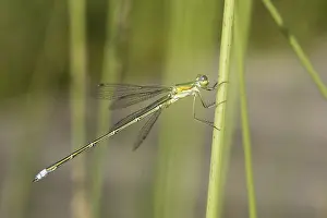 Emerald Damselfly ( Lestes sponsa) sits on reed stalk