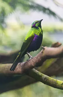 Emerald Starling (Lamprotornis iris)