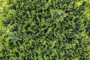Emerald White Cedar (Thuja occidentalis) foliage in summer