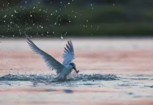 Emerging Sandwich Tern at dusk (Sterna sandvicensis)