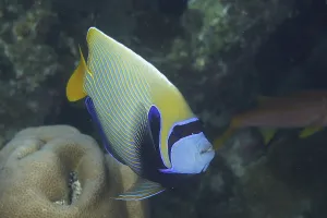 Emperor angelfish (Pomacanthus imperator)