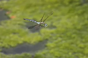 Category Wildlife DE Prints: Emperor dragonfly (Anax imperator)