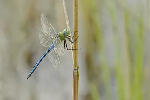Emperor dragonfly ( Anax imperator) Male on reed stalk