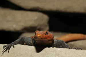 Emperor flat-belted lizard (Platysaurus imperator)