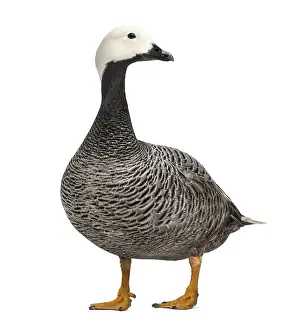 Emperor goose standing, isolated on white