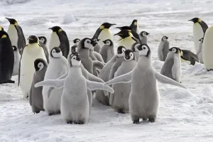 Emperor Penguin (Aptenodytes forsteri)