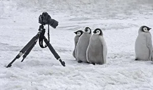 Emperor Penguin (Aptenodytes forsteri)