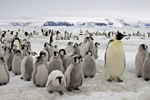 Emperor Penguin (Aptenodytes forsteri)