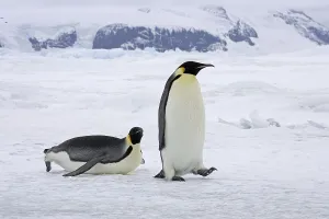Emperor Penguin (Aptenodytes forsteri)