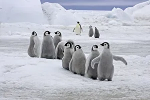 Emperor Penguin (Aptenodytes forsteri)