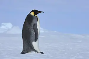 Emperor penguin (Aptenodytes forsteri)