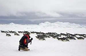 Emperor penguin (Aptenodytes forsteri) adults