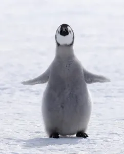 Emperor penguin (Aptenodytes forsteri) chick