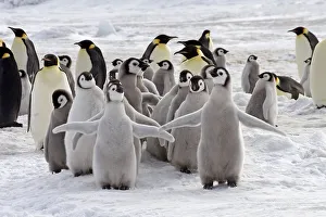 Emperor penguin (Aptenodytes forsteri) chicks and adults