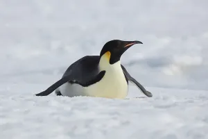 Emperor penguin (Aptenodytes forsteri) slides on his stomach over the ice