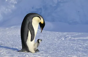 Emperor Penguin looking after chick (Aptenodytes forsteri)