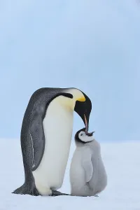 Emperor penguins (Aptenodytes forsteri)