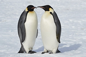 Emperor penguins (Aptenodytes forsteri)