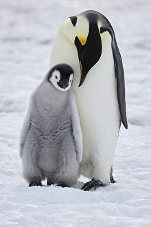 Emperor penguins (Aptenodytes forsteri)