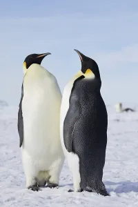Emperor penguins (Aptenodytes forsteri)