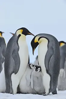Emperor penguins (Aptenodytes forsteri)