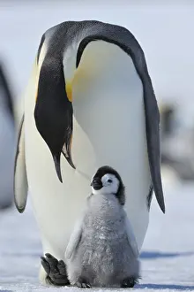 Emperor penguins, Aptenodytes forsteri