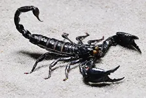 Emperor Scorpion