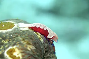 Emperor shrimp (Zenopontonia rex) on a leopard sea cucumber (Bohadschia argus)