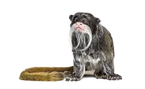 Emperor tamarin, Saguinus imperator