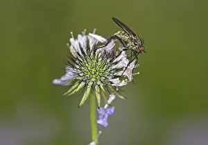 Empis tessellatav (Empis tesselata) searching for nectar on a thistle flower