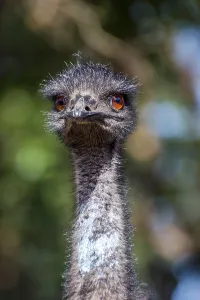 Emu bird looking directly, close up photo