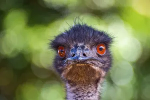 Emu bird looking directly, close up photo