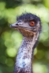 Emu bird from profile, close up portrait