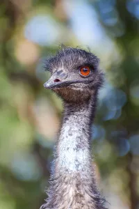 Emu bird staring, close up