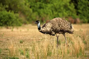 Emu (Dromaeus novaehollandiae)