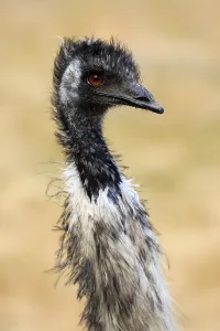 Emu (Dromaius novaehollandiae)