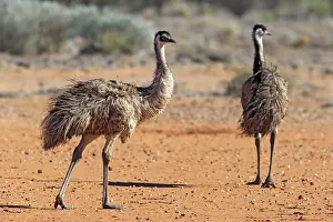 Emu (Dromaius novaehollandiae)