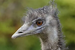 Emu (Dromaius novaehollandiae)