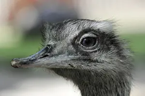 Emu (Dromaius novaehollandiae)