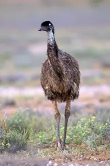 Emu (Dromaius novaehollandiae)